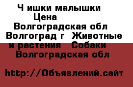 Ч ишки малышки. › Цена ­ 10 000 - Волгоградская обл., Волгоград г. Животные и растения » Собаки   . Волгоградская обл.